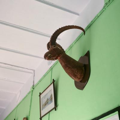 The South Verandah Walls Are Ornamented With Hunted Animal Mounts1