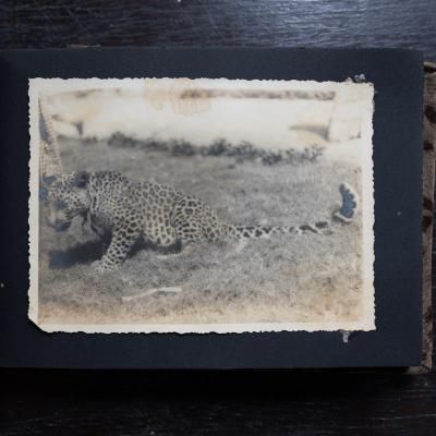 The Tiger Which Was A Pet At Haturiya House2