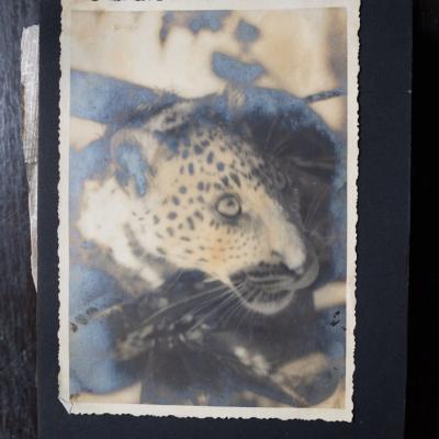 The Tiger Which Was A Pet At Haturiya House